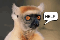 Golden_crowned_sifaka (14k image)