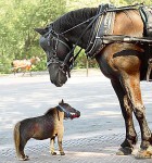 a_little_horse (11k image)