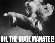 manatee_sm (10k image)